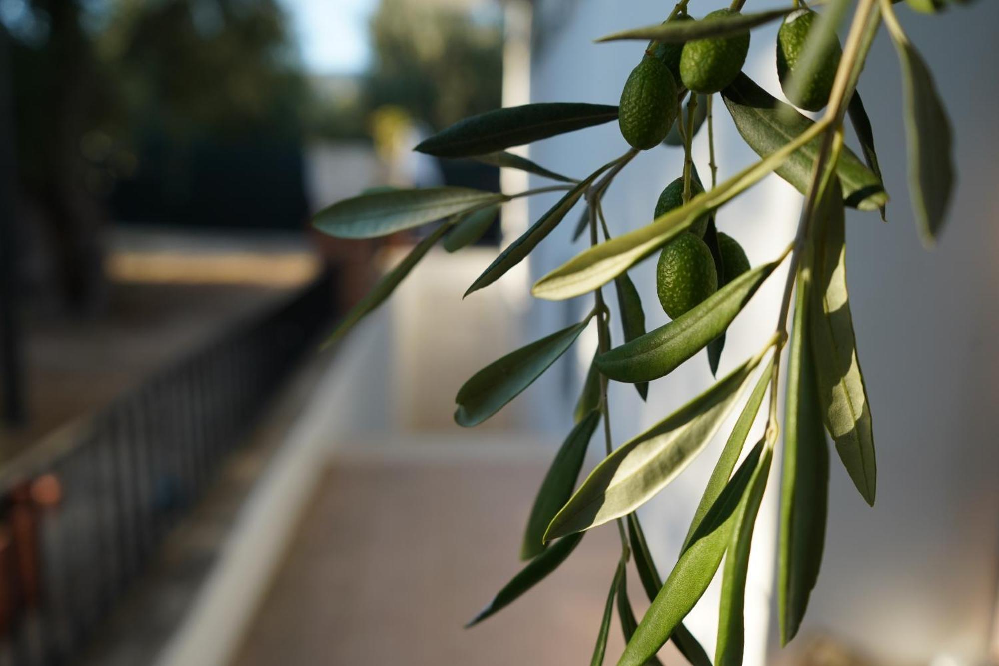 Olive&Sea Villa-Olive Mattinata Zewnętrze zdjęcie